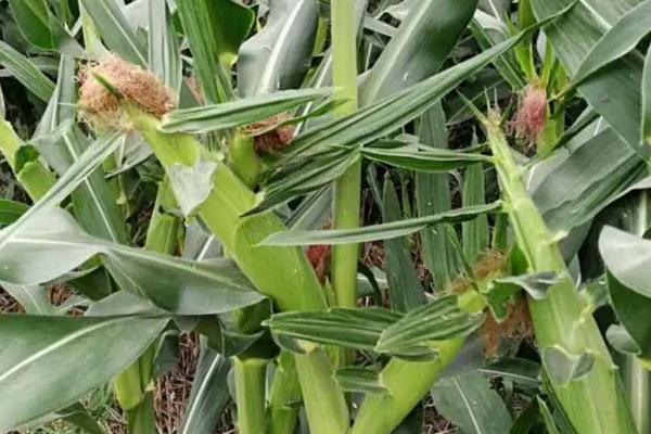 双惠939玉米种子简介，苗期注意防治地下害虫