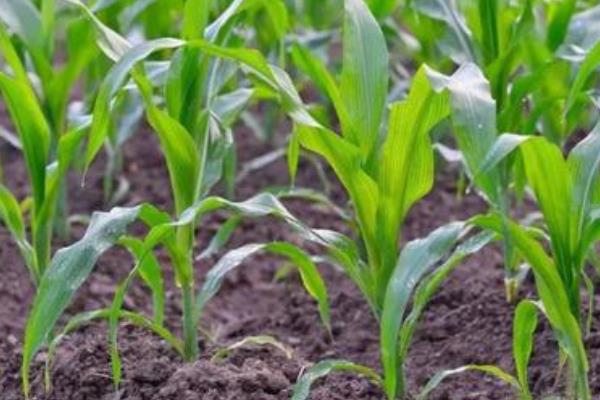 双惠939玉米种子简介，苗期注意防治地下害虫