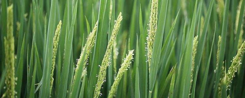 通禾2373水稻种子特征特性，生育期141天