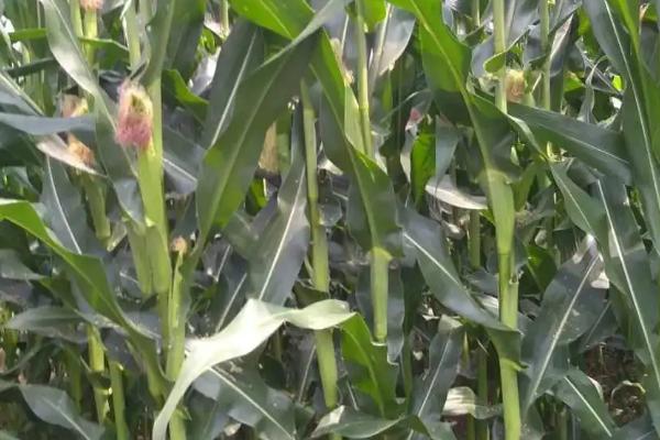 FH999玉米种子特点，每亩适宜密度5000株