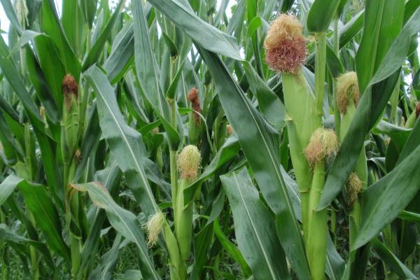 FH999玉米种子特点，每亩适宜密度5000株