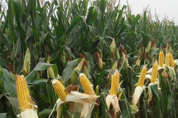 科大220玉米品种简介，在区试3000株/亩密度下