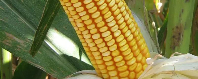 科大220玉米品种简介，在区试3000株/亩密度下