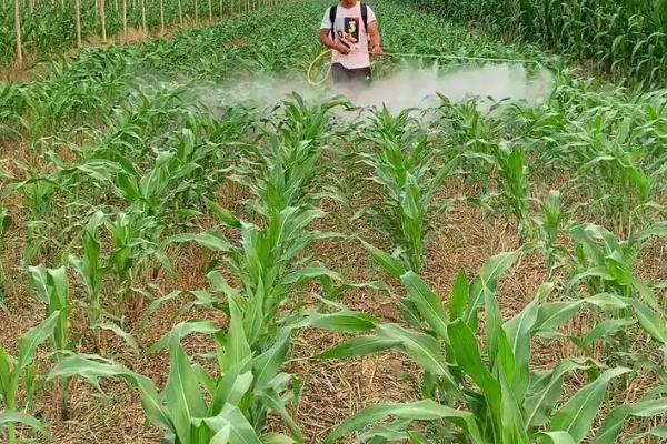科大220玉米品种简介，在区试3000株/亩密度下