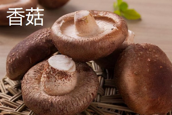 食用菌有什么种类，常见香菇、金针菇等品种