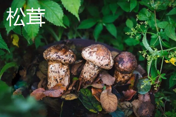 食用菌有什么种类，常见香菇、金针菇等品种