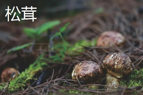 食用菌有什么种类，常见香菇、金针菇等品种