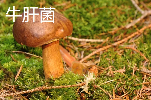 食用菌有什么种类，常见香菇、金针菇等品种