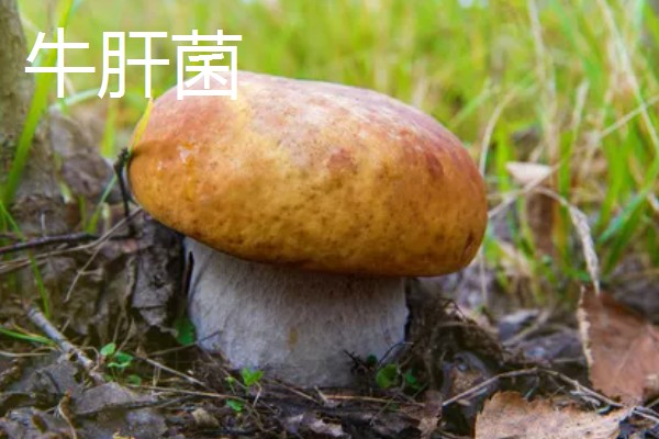 食用菌有什么种类，常见香菇、金针菇等品种