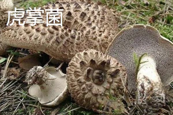 食用菌有什么种类，常见香菇、金针菇等品种