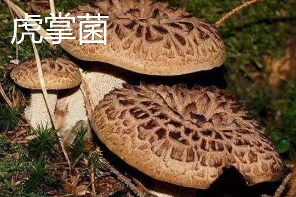 食用菌有什么种类，常见香菇、金针菇等品种