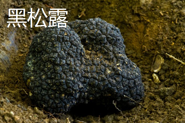 食用菌有什么种类，常见香菇、金针菇等品种