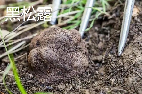 食用菌有什么种类，常见香菇、金针菇等品种