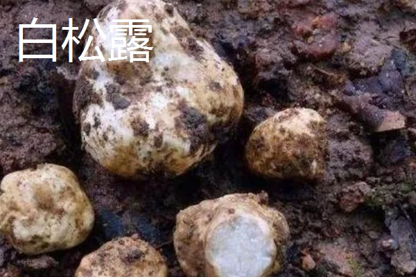 食用菌有什么种类，常见香菇、金针菇等品种