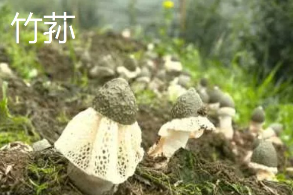 食用菌有什么种类，常见香菇、金针菇等品种