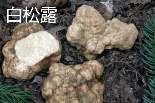 食用菌有什么种类，常见香菇、金针菇等品种