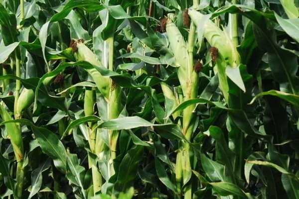 俊达001玉米种的特征特性,夏播生育期为98-100天