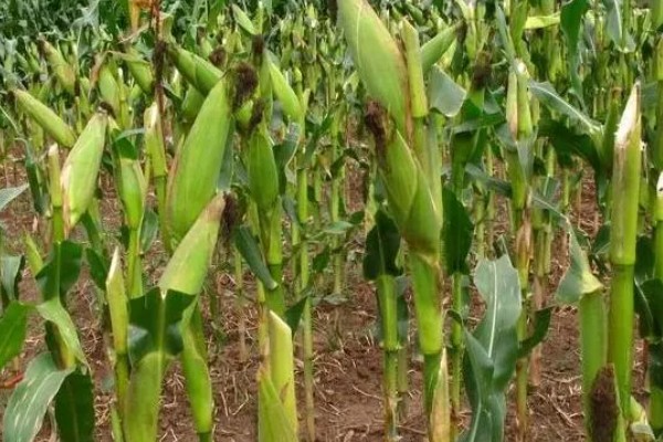 俊达001玉米种的特征特性,夏播生育期为98-100天