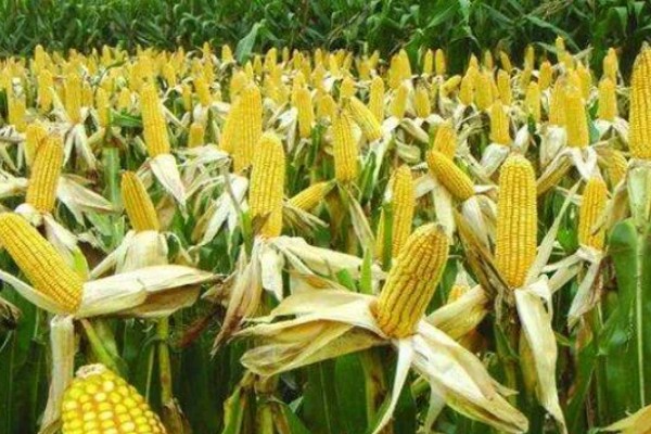 俊达001玉米种的特征特性,夏播生育期为98-100天