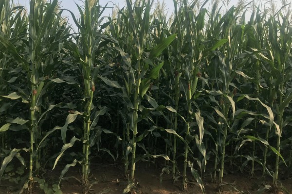 俊达001玉米种的特征特性,夏播生育期为98-100天