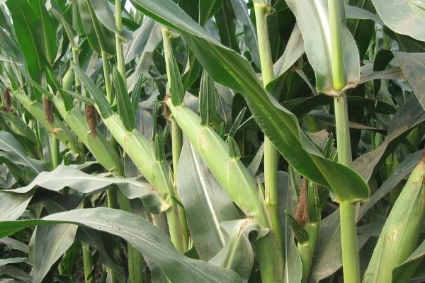 俊达001玉米种的特征特性,夏播生育期为98-100天