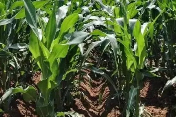 俊达001玉米种的特征特性,夏播生育期为98-100天