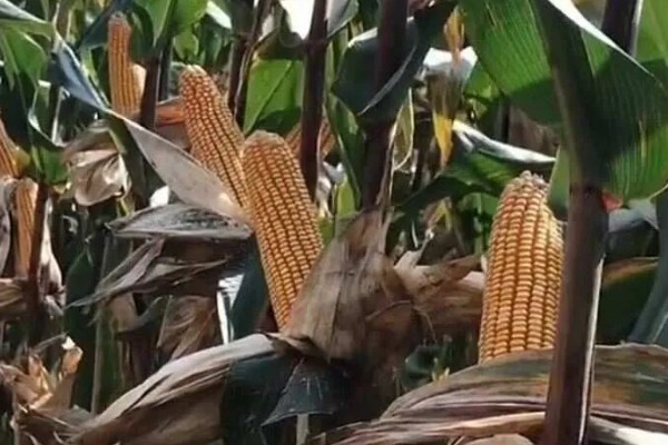 俊达001玉米种的特征特性,夏播生育期为98-100天