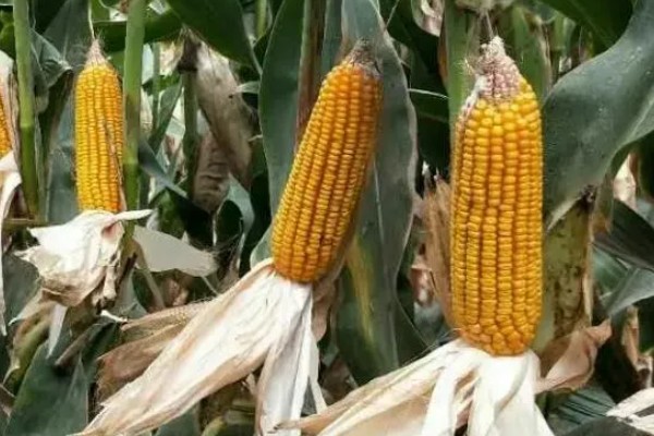 俊达001玉米种的特征特性,夏播生育期为98-100天