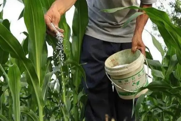 俊达001玉米种的特征特性,夏播生育期为98-100天