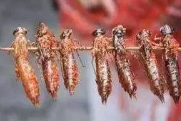 怎么找马蜂最快，可以利用食物来寻找