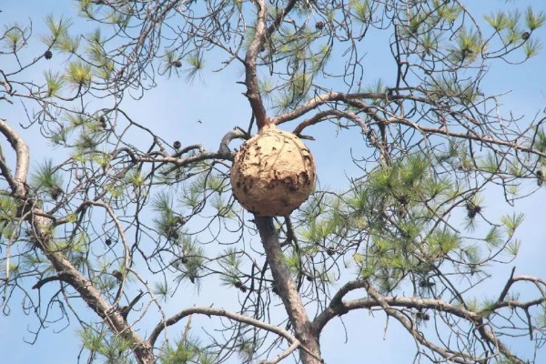 怎么找马蜂最快，可以利用食物来寻找
