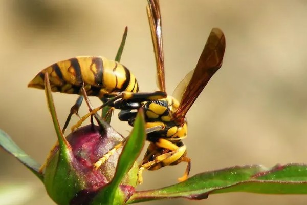 怎么找马蜂最快，可以利用食物来寻找