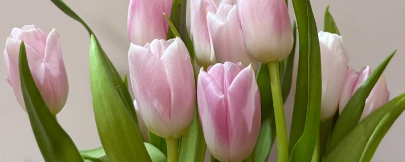 郁金香鲜切花如何水养，每隔5-7天更换一次培养水