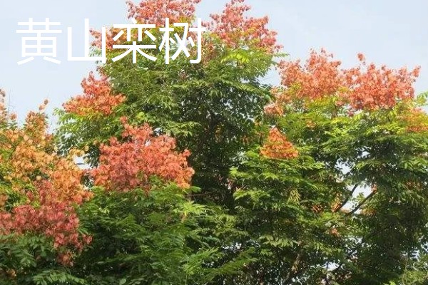 黄山栾树和无患子如何区分，其花果期不同
