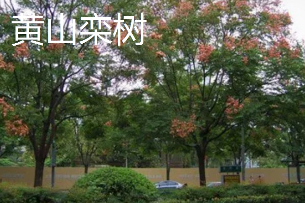 黄山栾树和无患子如何区分，其花果期不同