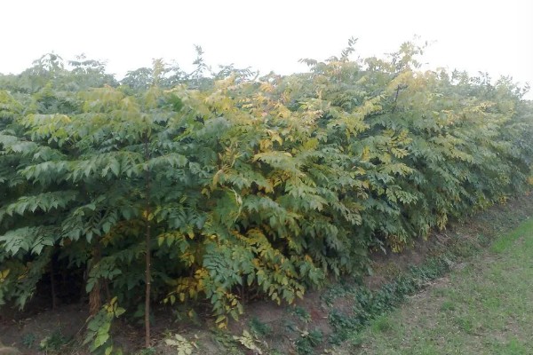 黄山栾树和无患子如何区分，其花果期不同