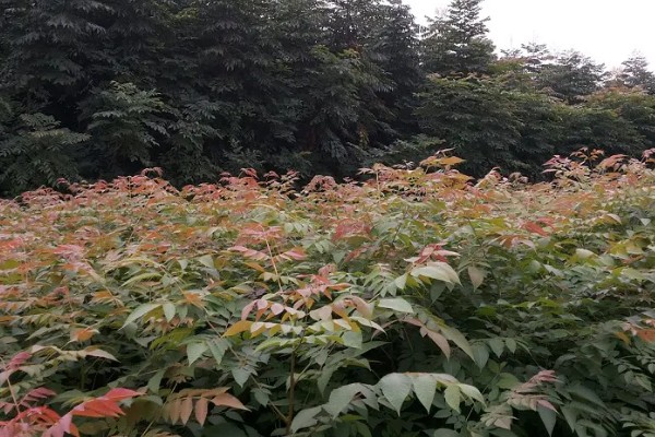 黄山栾树和无患子如何区分，其花果期不同