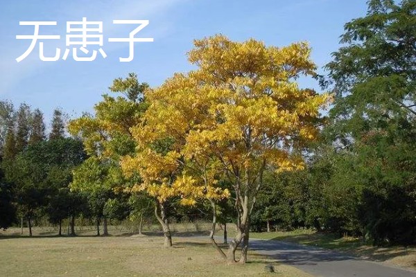 黄山栾树和无患子如何区分，其花果期不同