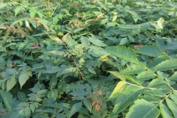 黄山栾树和无患子如何区分，其花果期不同