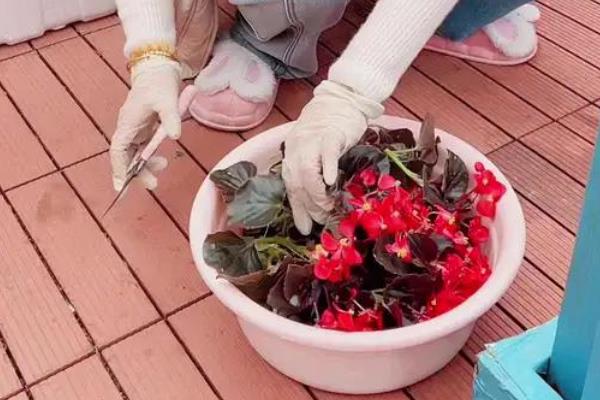 四季海棠如何扦插才能快速生根,插穗底部要削成楔形