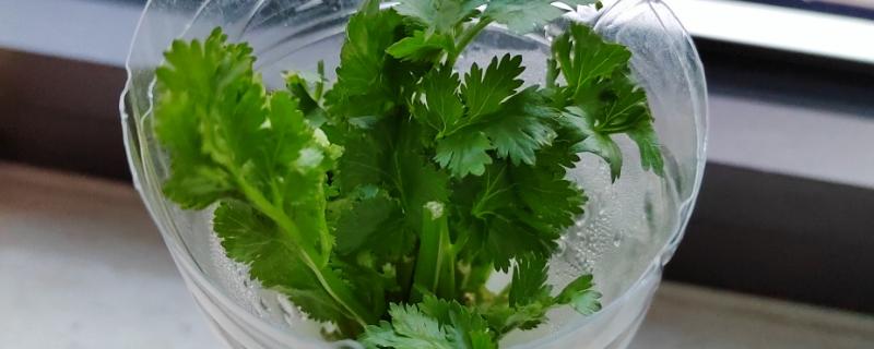香菜怎么水培，每隔2天换一次水