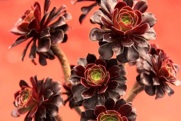 好看的多肉植物有哪些，常见黑法师、蓝莲花等品种