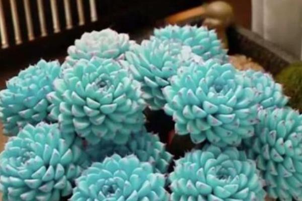 好看的多肉植物有哪些，常见黑法师、蓝莲花等品种