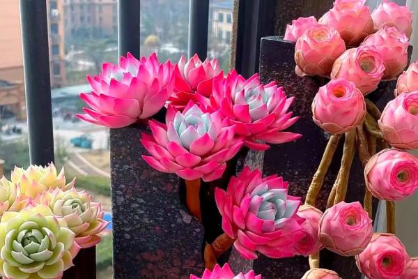 好看的多肉植物有哪些，常见黑法师、蓝莲花等品种