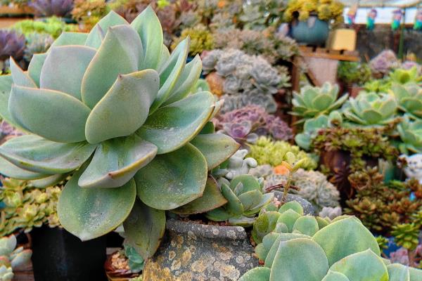 好看的多肉植物有哪些，常见黑法师、蓝莲花等品种