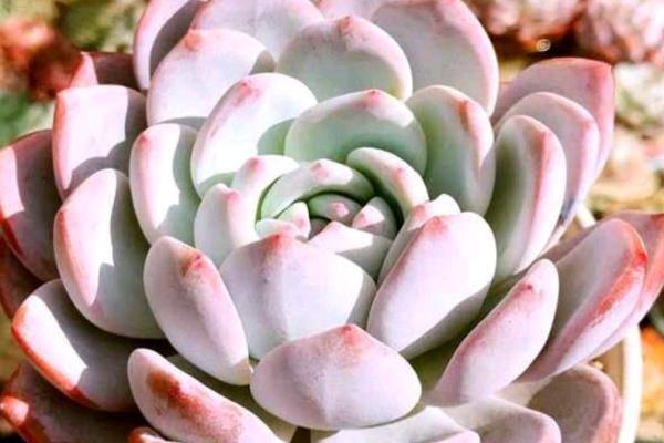 好看的多肉植物有哪些，常见黑法师、蓝莲花等品种