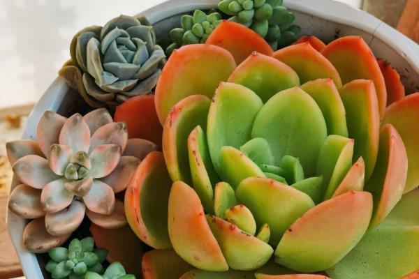好看的多肉植物有哪些，常见黑法师、蓝莲花等品种