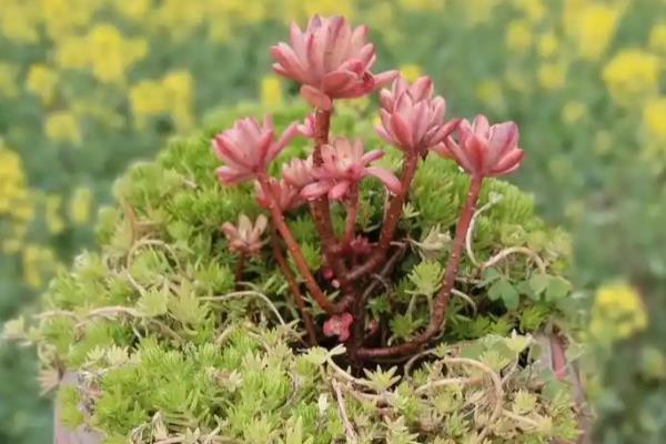 好看的多肉植物有哪些，常见黑法师、蓝莲花等品种