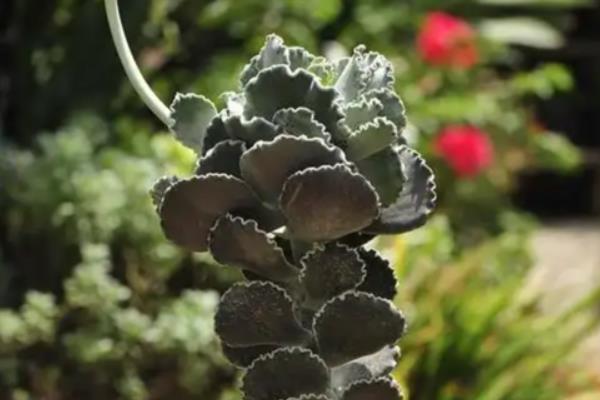 好看的多肉植物有哪些，常见黑法师、蓝莲花等品种