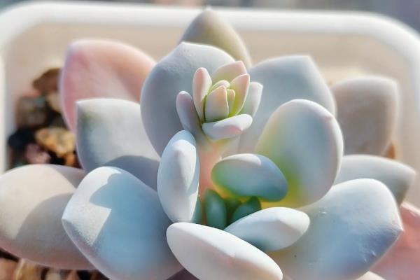 好看的多肉植物有哪些，常见黑法师、蓝莲花等品种